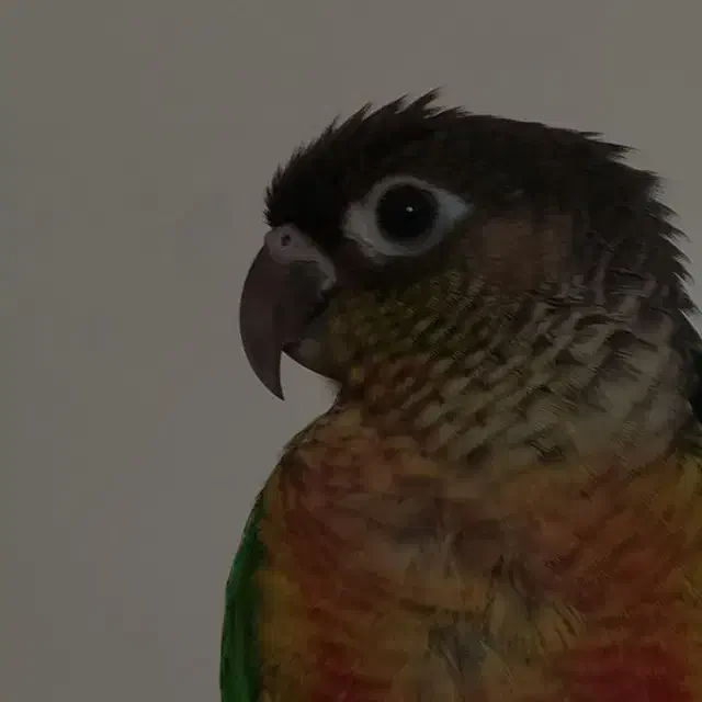 طوطی گمشده|حیوانات|ری, بازار آهن|دیوار