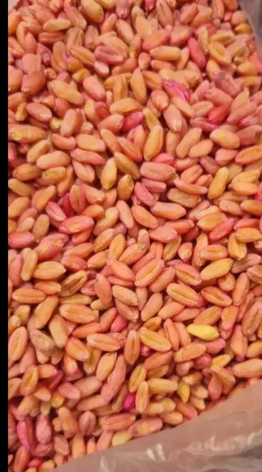 گندم|گل و گیاه طبیعی|کلاله, |دیوار