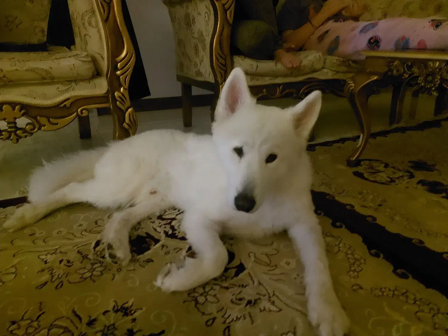 سگ گمشده|سگ|بهارستان, |دیوار