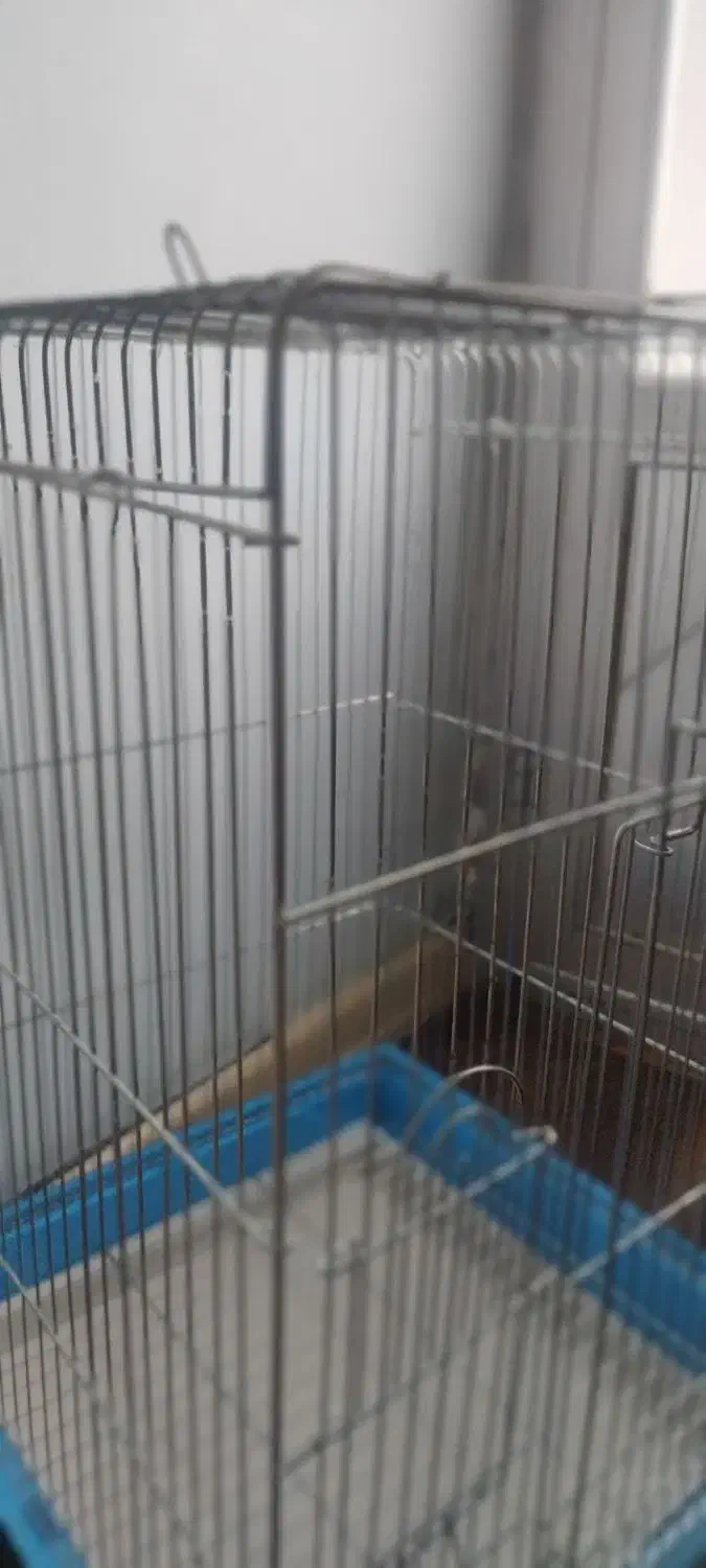 قفس پرنده|لوازم جانبی حیوانات|تنکابن, |دیوار