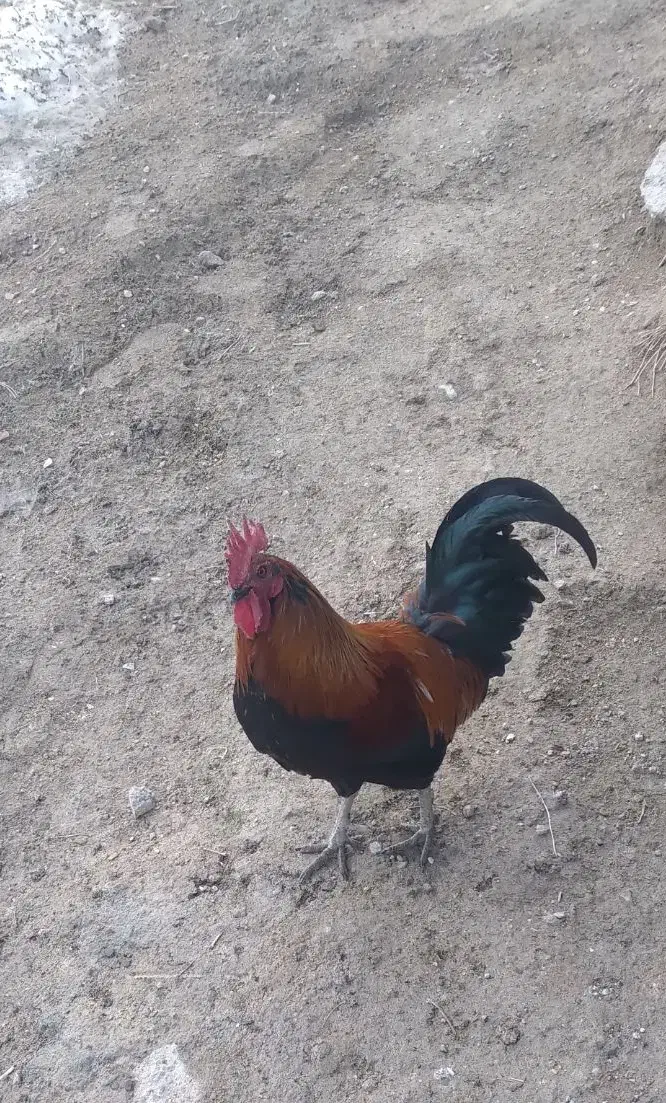 خروس محلی اصل|حیوانات مزرعه|صومای برادوست, |دیوار