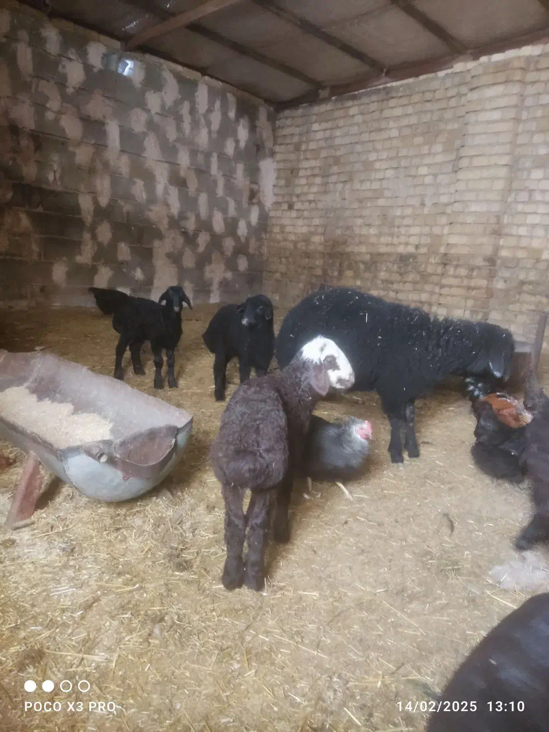 بره نر و ماده وبزغاله|حیوانات مزرعه|دلیجان, |دیوار