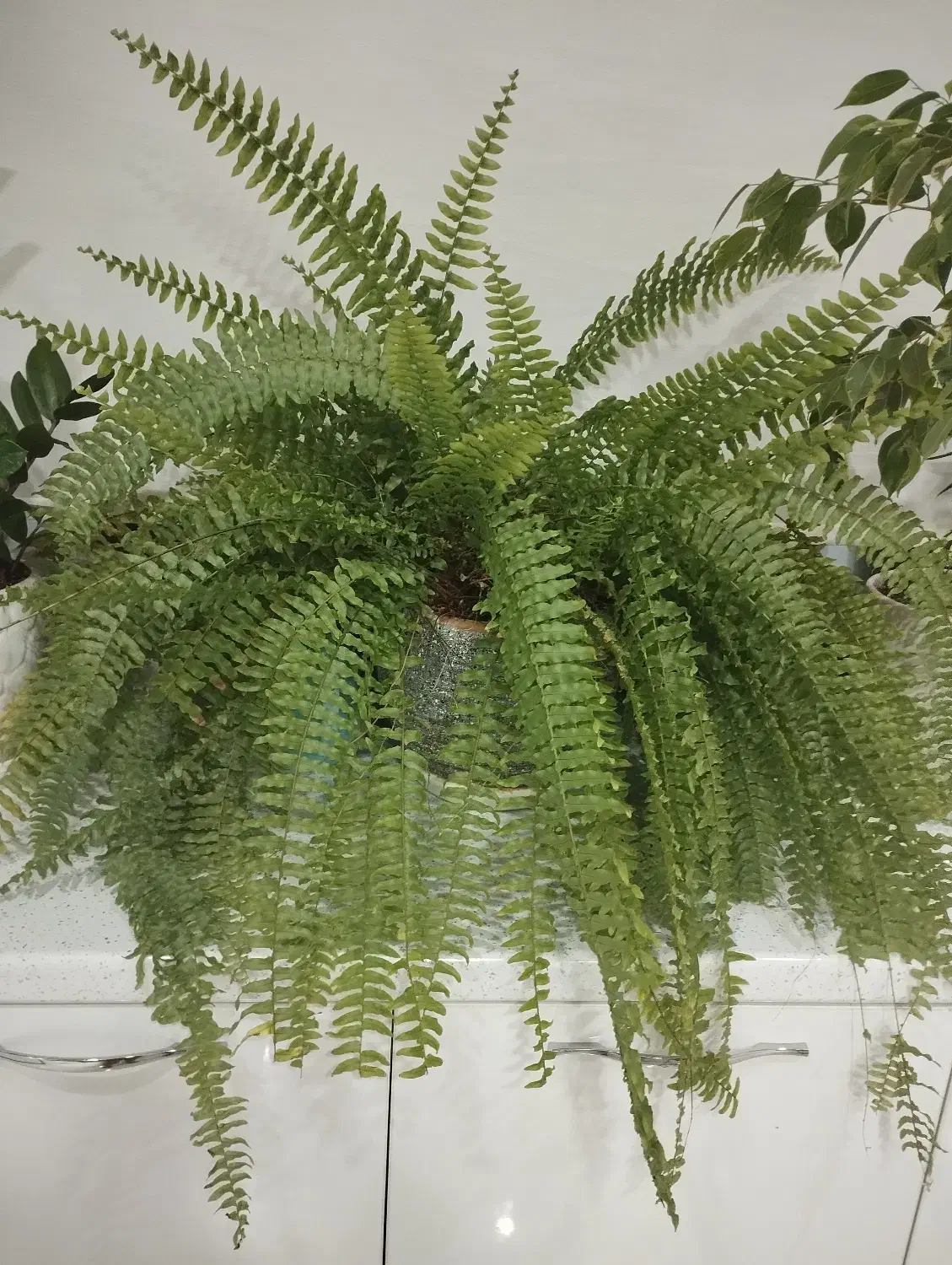 گل سرخس|گل و گیاه طبیعی|اسدآباد, |دیوار