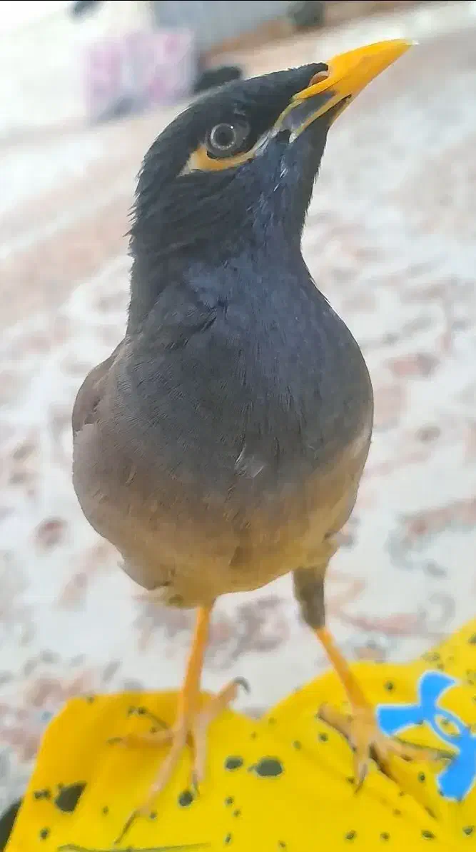 مرغ مینا|پرنده|ایلام, |دیوار