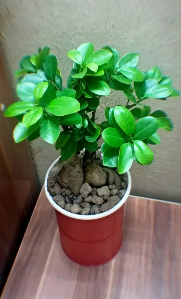 گل گیاه اپارتمانی بنسای دو عدد|گل و گیاه طبیعی|تهران, سجاد|دیوار