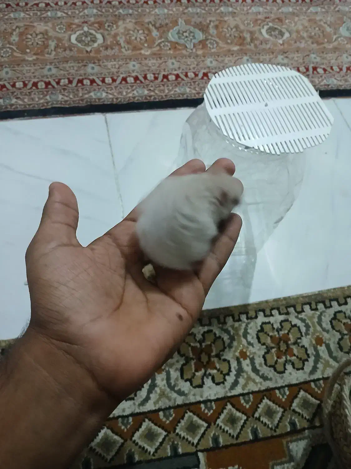 همستر|موش و خرگوش|قلعه قاضی, |دیوار