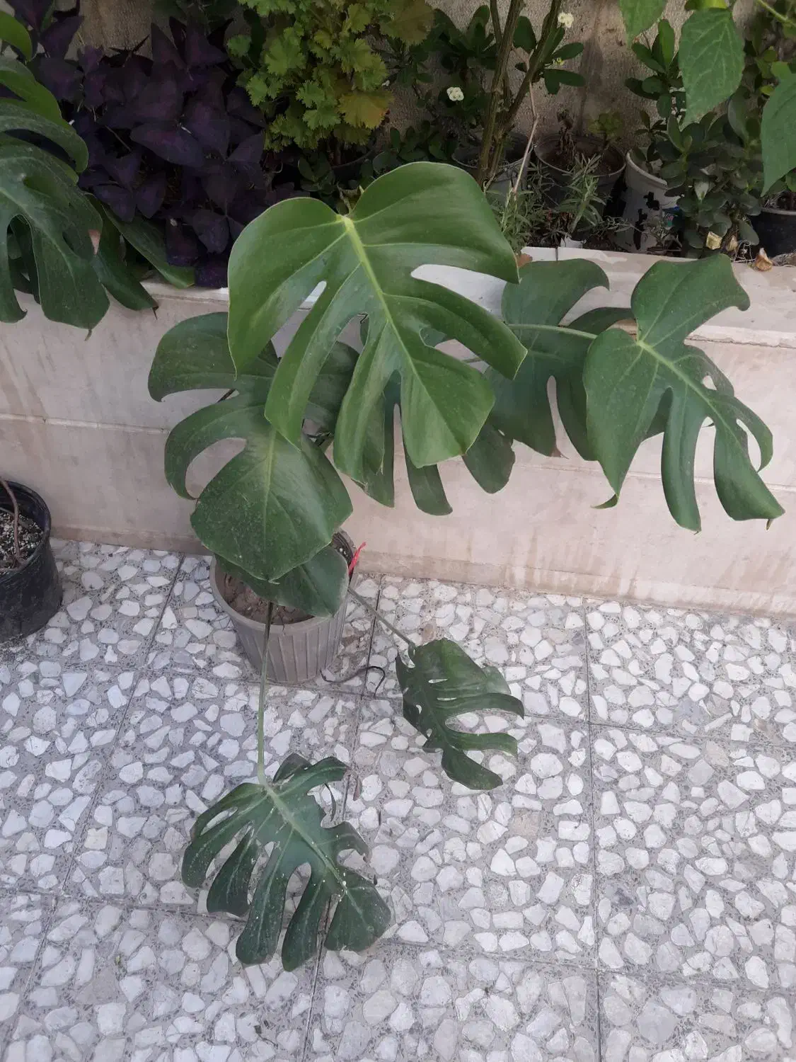 بنفشه افریقایی و گندمی .پنجره.سینگونیوم .انجیری|گل و گیاه طبیعی|رشت, علی آباد|دیوار