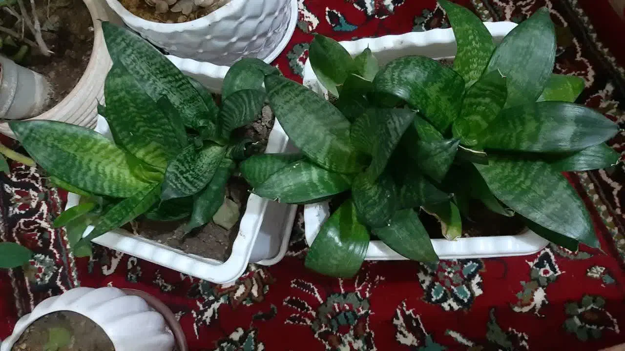 گل طبیعی سانسوریا کاکتوس (هدیه روز مادر)|گل و گیاه طبیعی|اراک, |دیوار