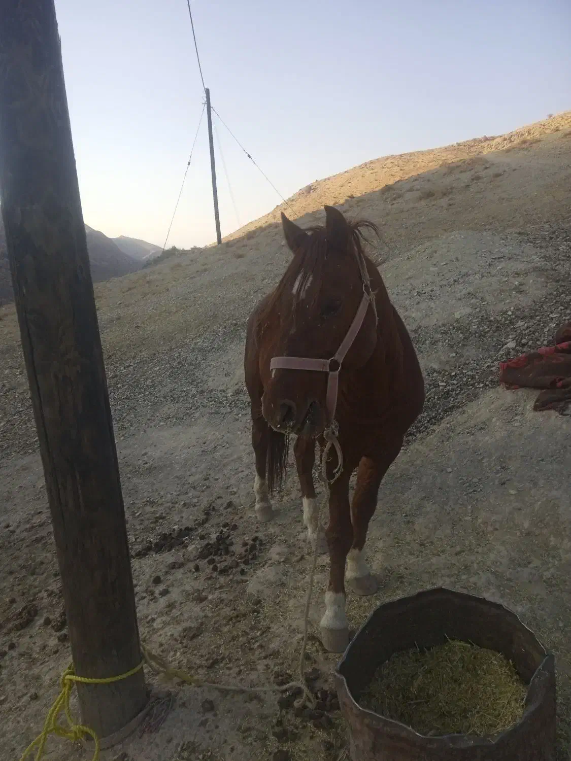 اسب نر اصیل|اسب و تجهیزات اسبسواری|مارگون, |دیوار