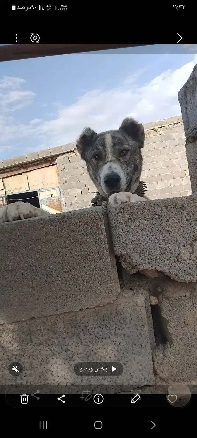 سگ نر|حیوانات|مشهد, ایوان|دیوار