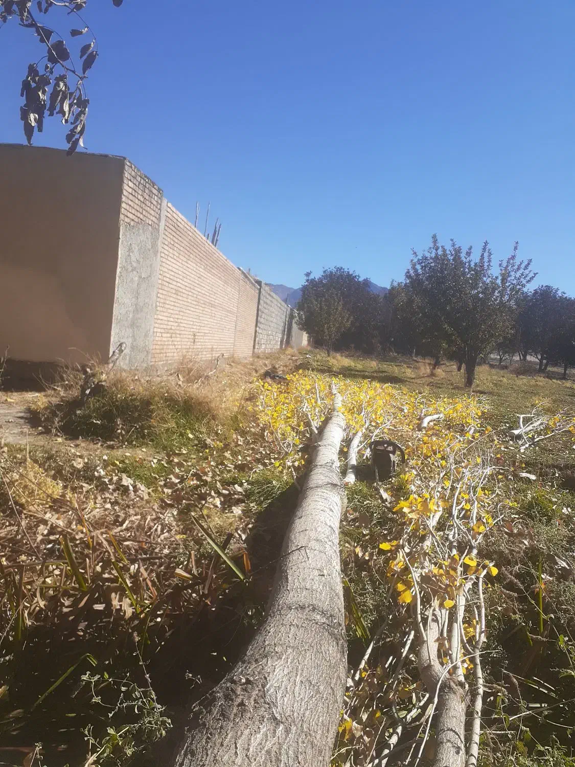 خرید چوب درخت|خدمات باغبانی و درختکاری|خرم‌آباد, |دیوار