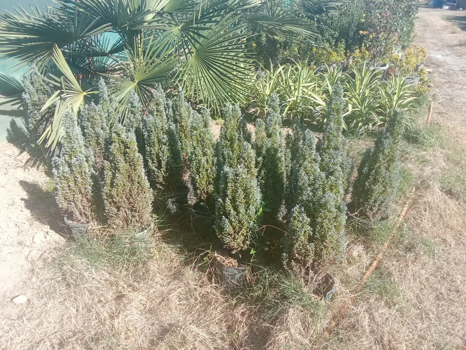 درختچه تزیینی زیبای پالم مخصوص ویلا باغ|گل و گیاه طبیعی|ساری, |دیوار