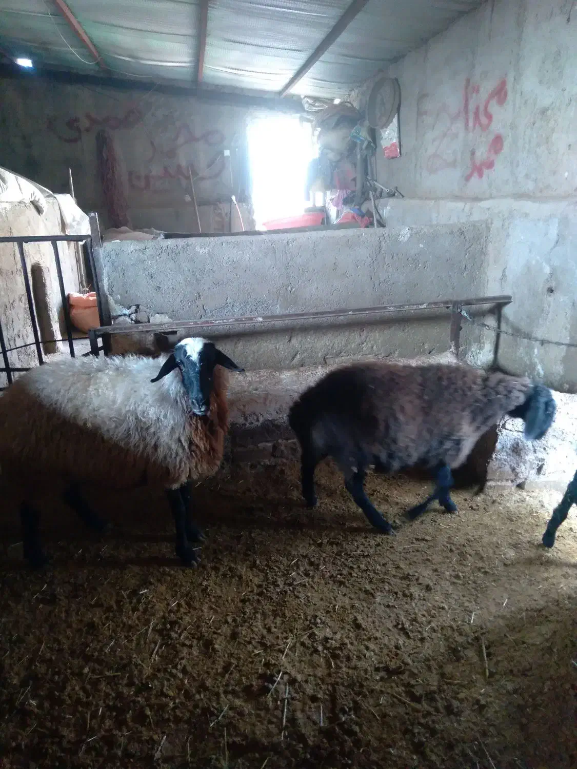 گوسفنده و بره ماده|حیوانات مزرعه|دشتابی, |دیوار