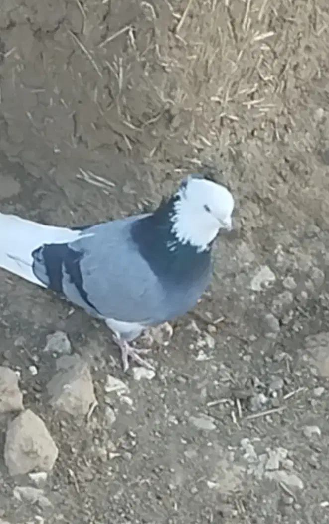 شازده نر کاکولی|پرنده|هیر, |دیوار