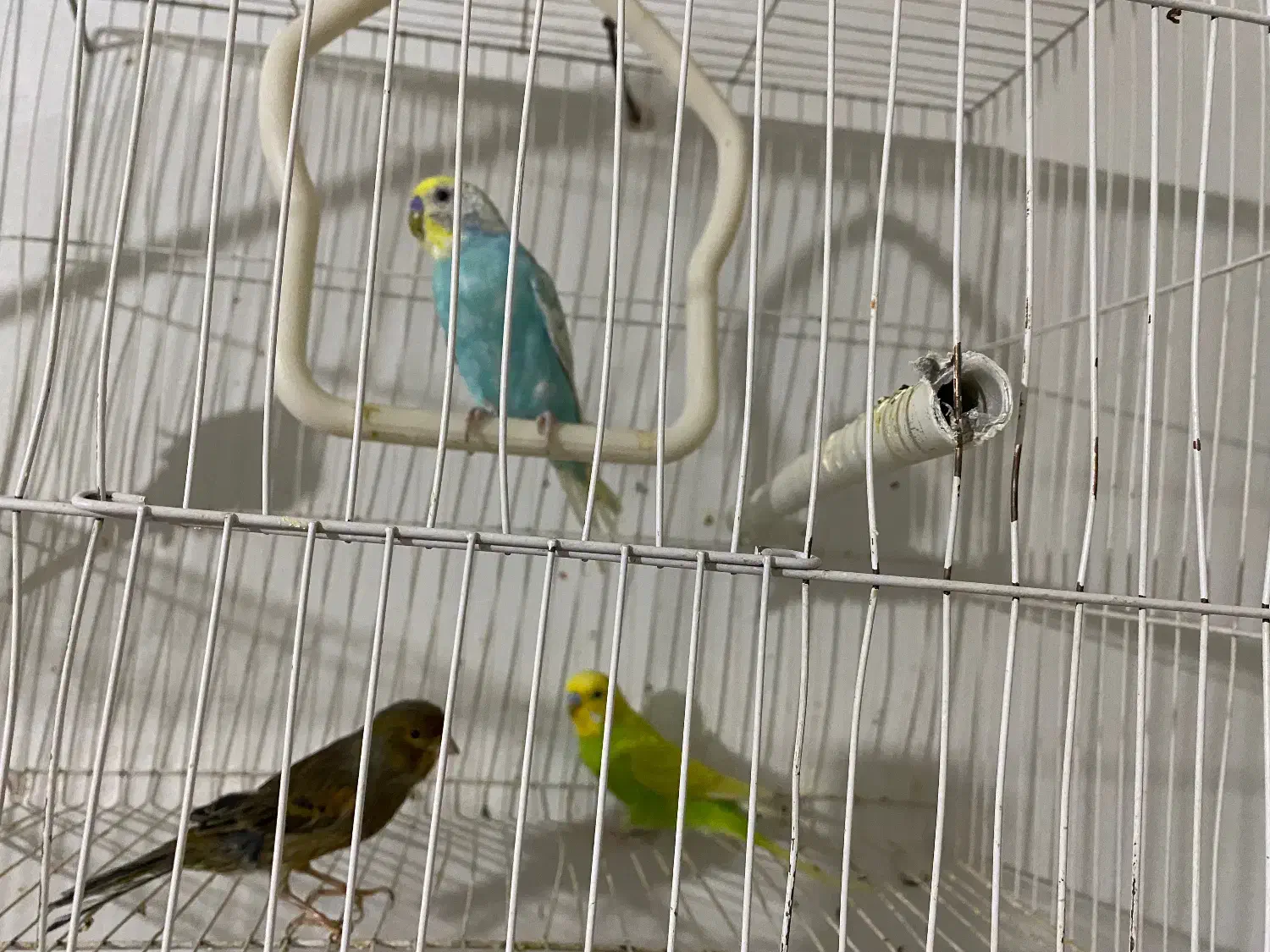 مرغ عشق|پرنده|گلبهار, شهر جدید گلبهار|دیوار