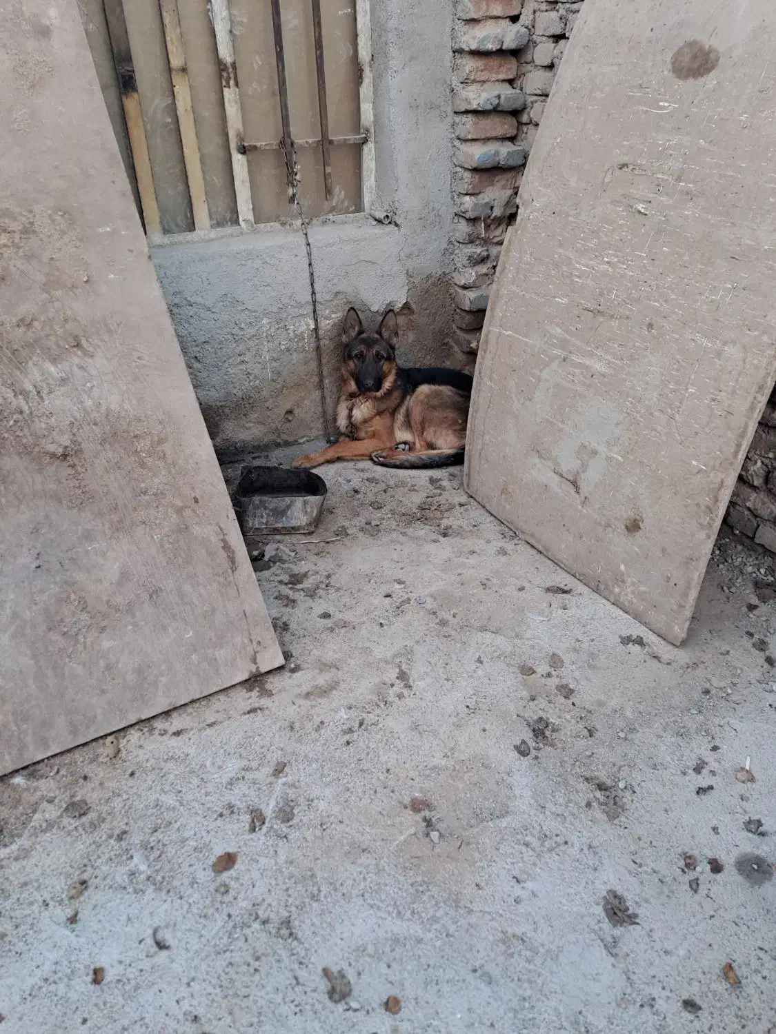 غلاده ژرمن نر|سگ|پاکدشت, پاکدشت (مامازند)|دیوار