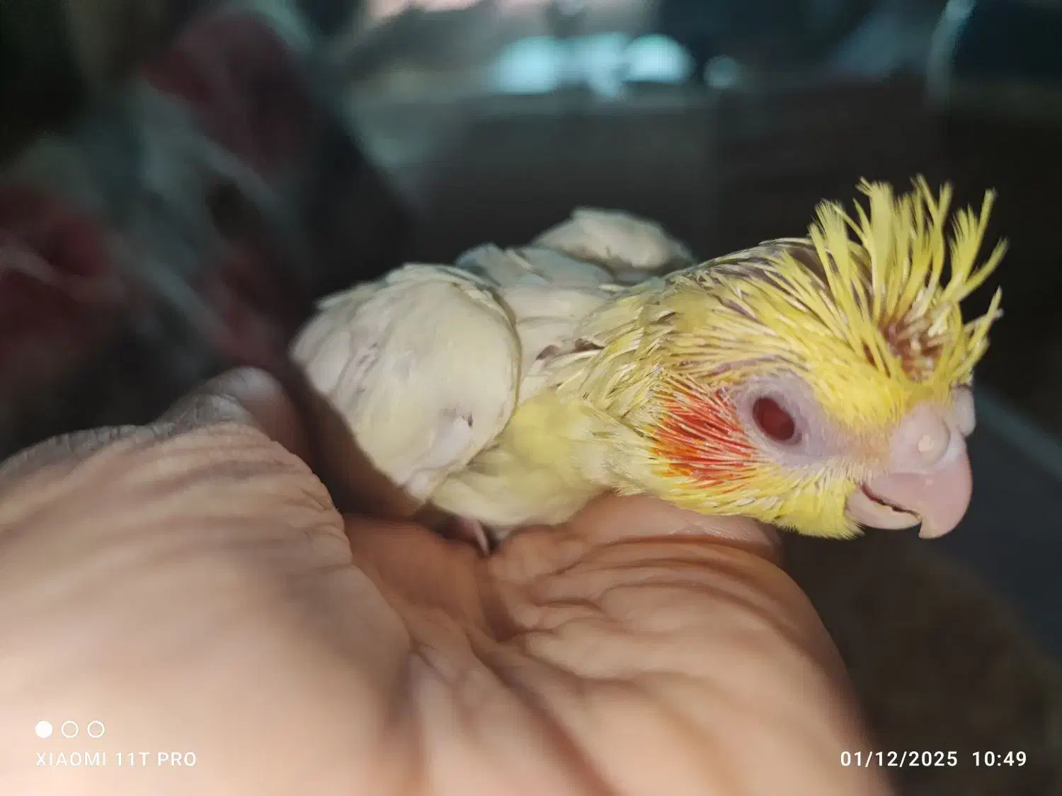 جوجه عروس لوتینو ۲عدد فوری|پرنده|مشهد, فارغ التحصیلان|دیوار