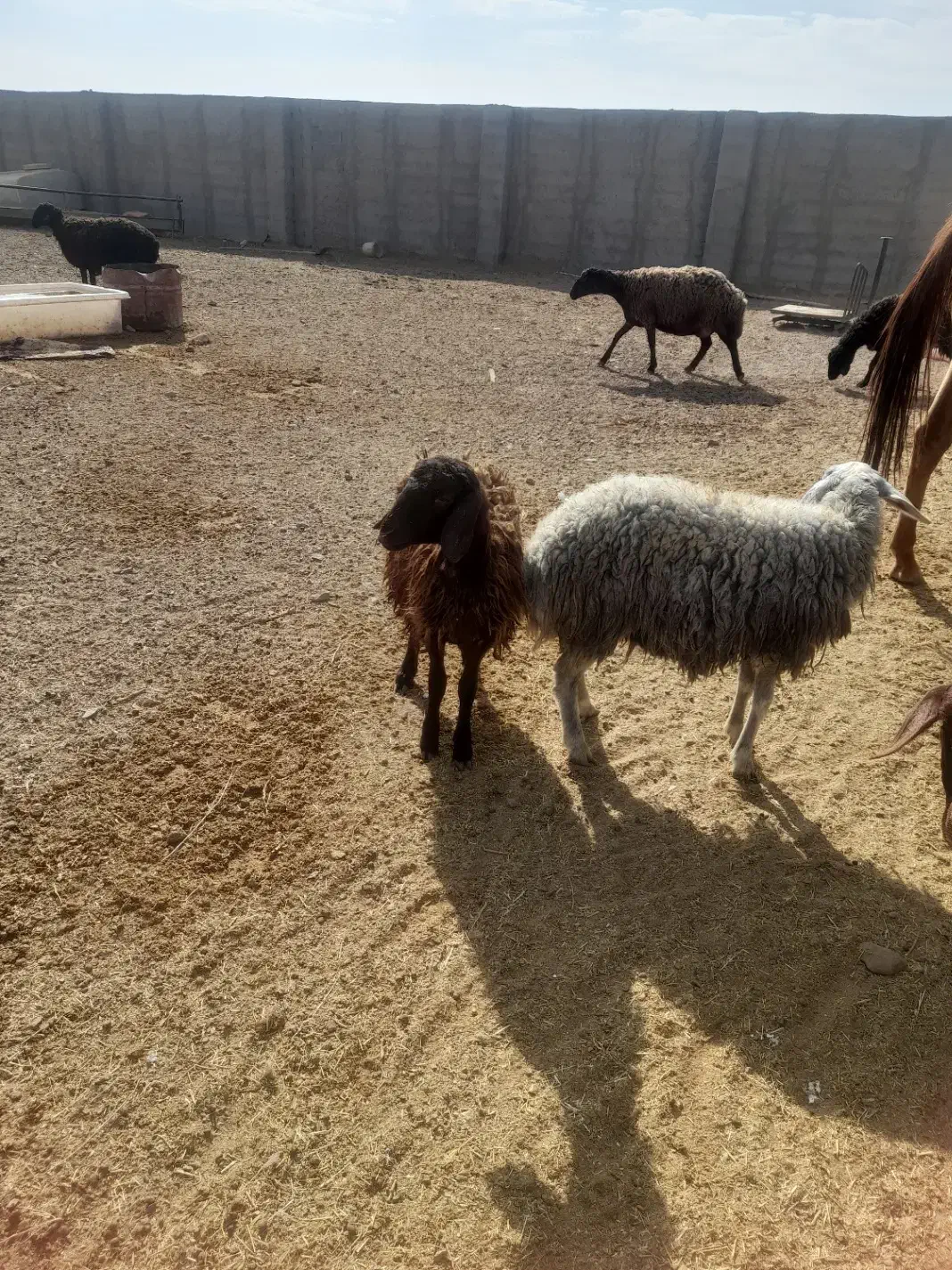 بره مناسب قربانی قیمت پایین|حیوانات مزرعه|زرندیه, |دیوار