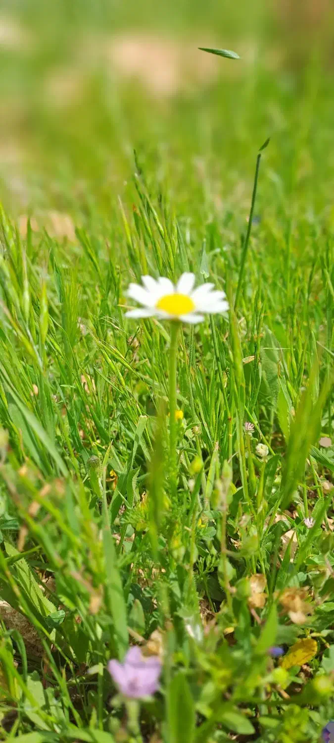 کود سفید ۳ عدد|حراج|آبدانان, |دیوار