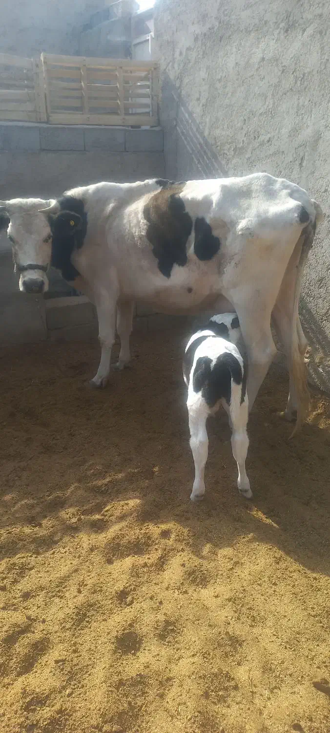 گاو شیری با گوساله نر سمینتال|حیوانات مزرعه|کرباسک, |دیوار