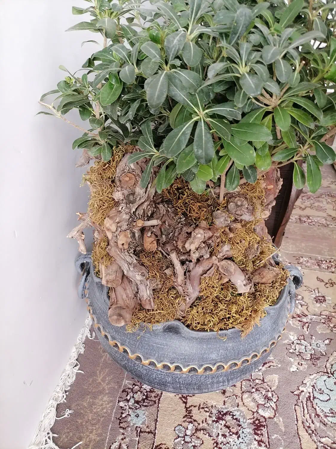 بونسای میخک|گل و گیاه طبیعی|مشهد, کوی دروی|دیوار