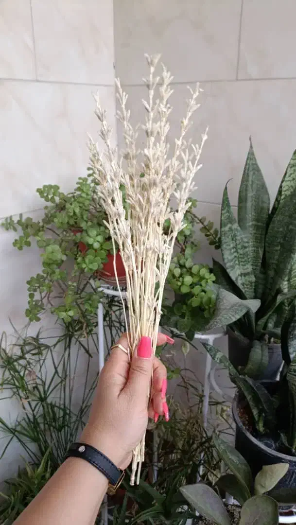 گل خشک|گل و گیاه طبیعی|تهران, شکیبا|دیوار