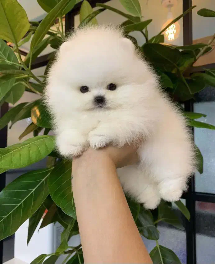 خاص و حرفه ای سایز ریز خرسی|سگ|رشت, منظریه|دیوار