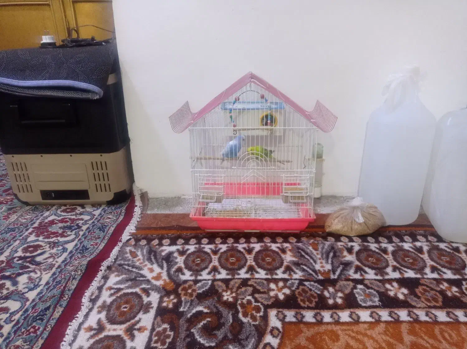 مرغ عشق|پرنده|خدا آفرین, |دیوار