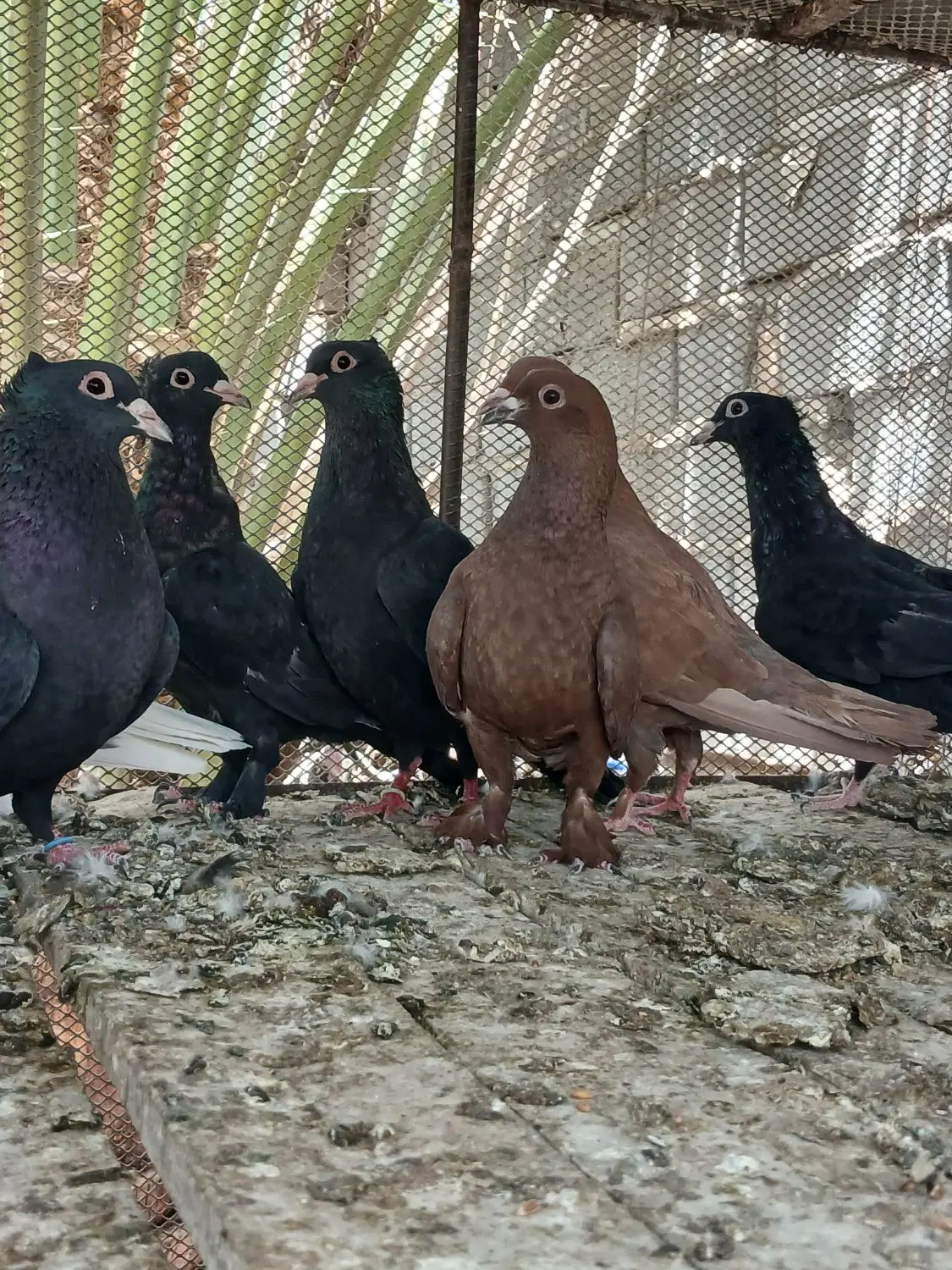 کبوتر|پرنده|بم, |دیوار