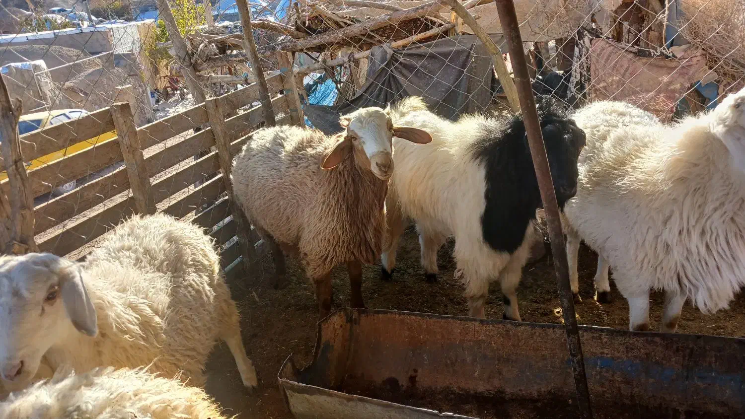 بره بزغاله گوسفند|حیوانات مزرعه|بیرجند, |دیوار