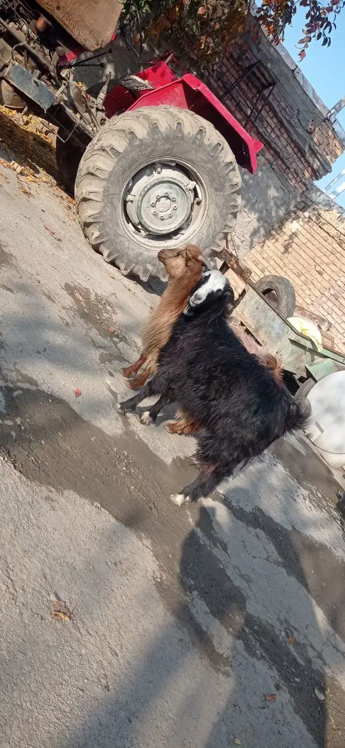 دو عدد بز ماده|حیوانات مزرعه|خوی, |دیوار