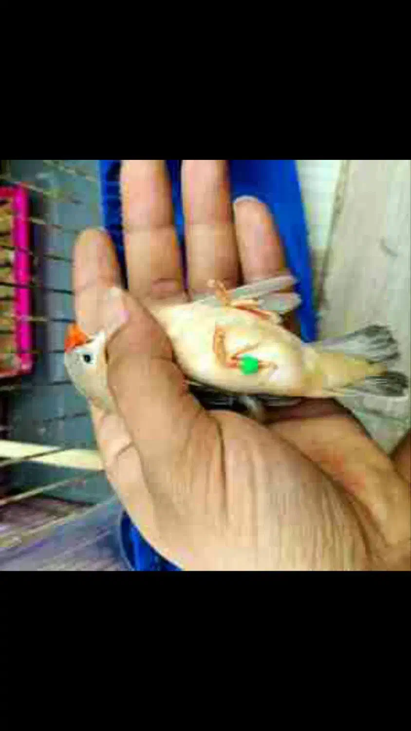 جفت اورنج و دو ماده کیفیت بالا|پرنده|چمران, |دیوار