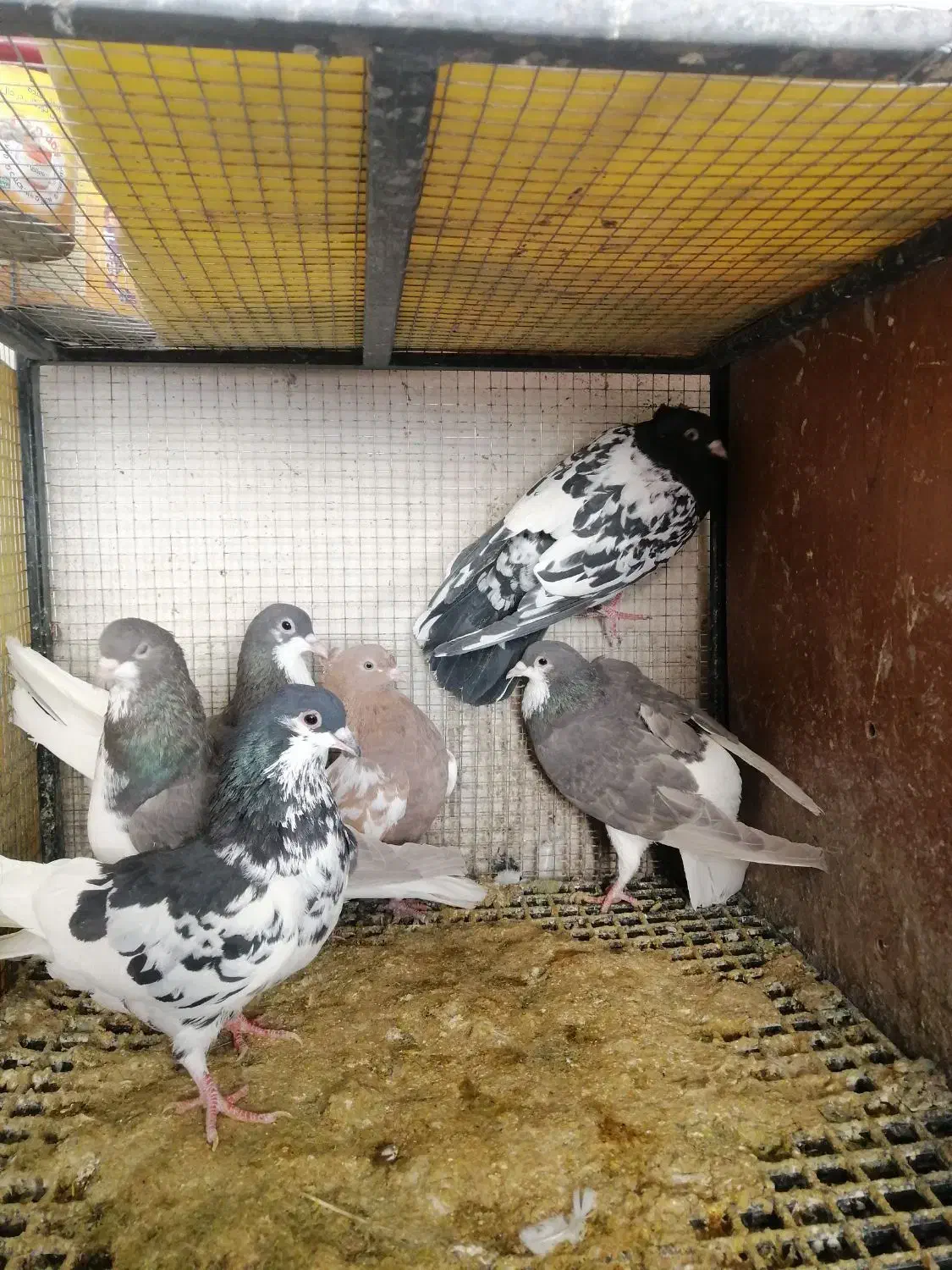 کفتر یا کبوتر|پرنده|شیراز, شهرک جماران|دیوار