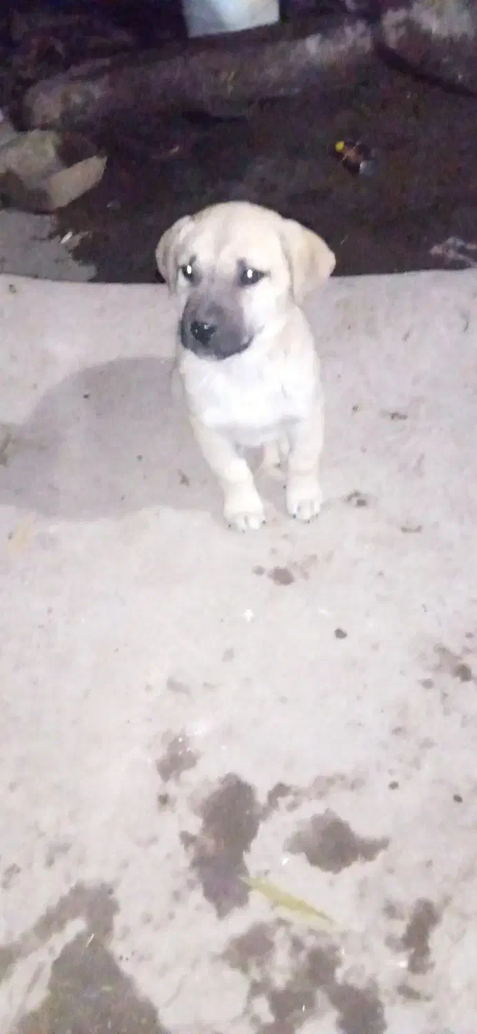 توله سگ سرابی|سگ|اردبیل, |دیوار