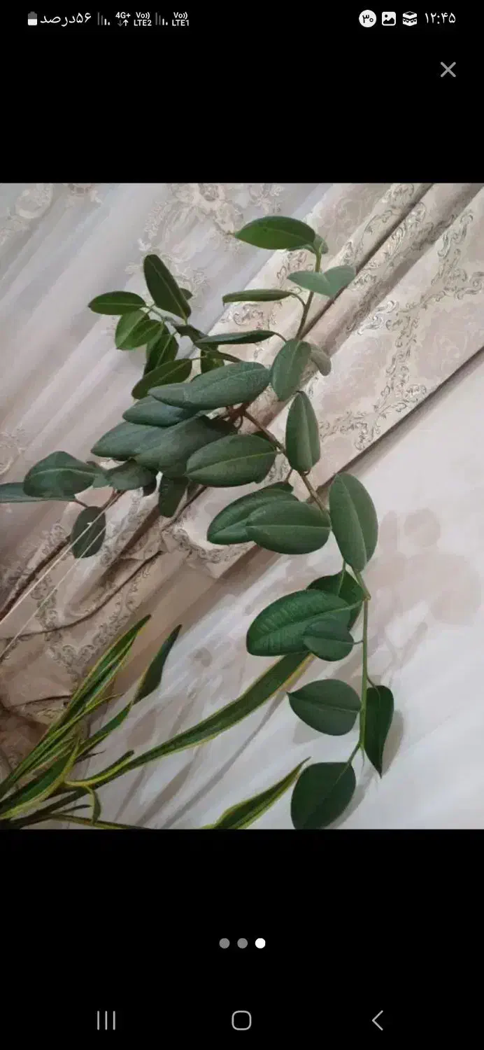 فیکوس سانسوریا|گل و گیاه طبیعی|تهران, جوادیه|دیوار
