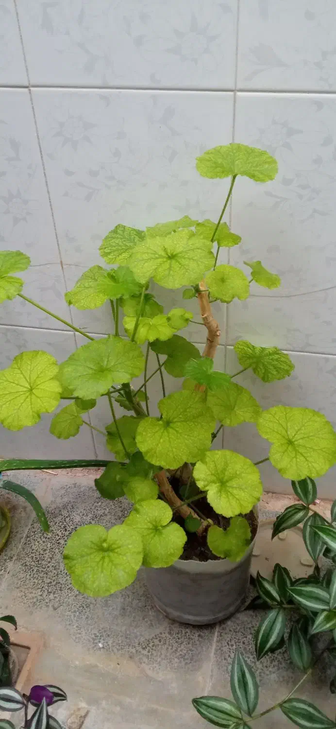 ۲تاگل|گل و گیاه طبیعی|نهاوند, |دیوار