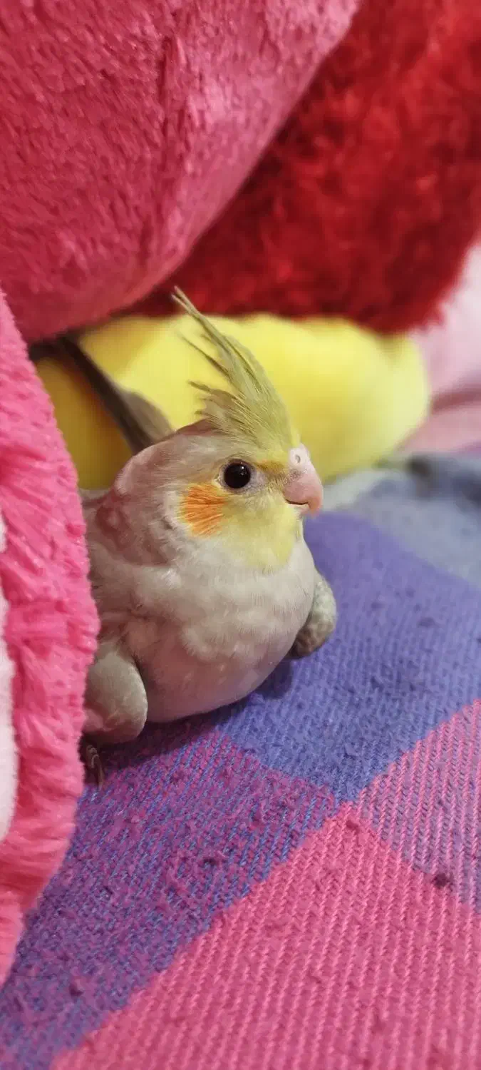 عروس هلندی|پرنده|کلاچای, |دیوار