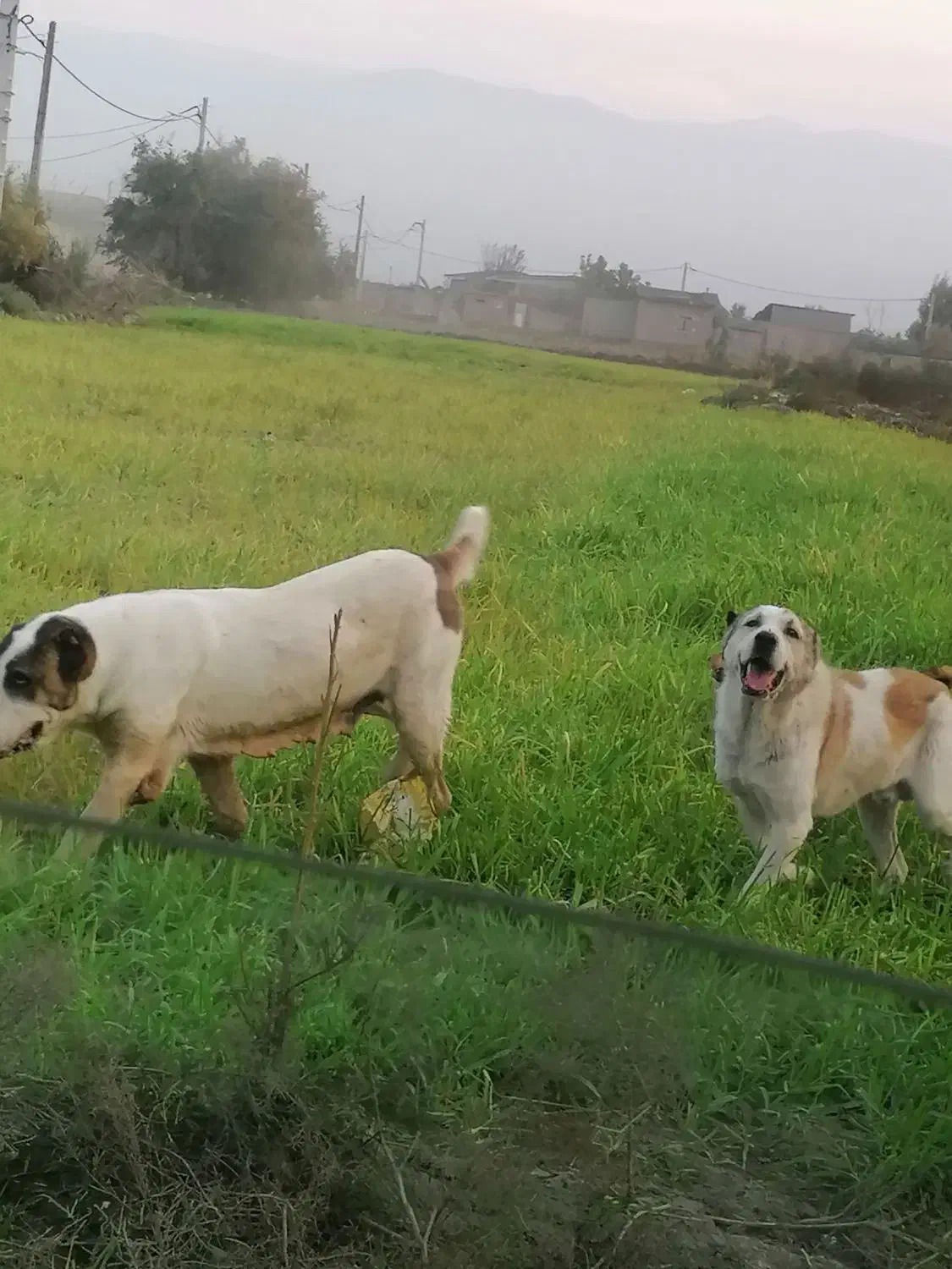 سگ البایی|سگ|انبارآلوم, |دیوار