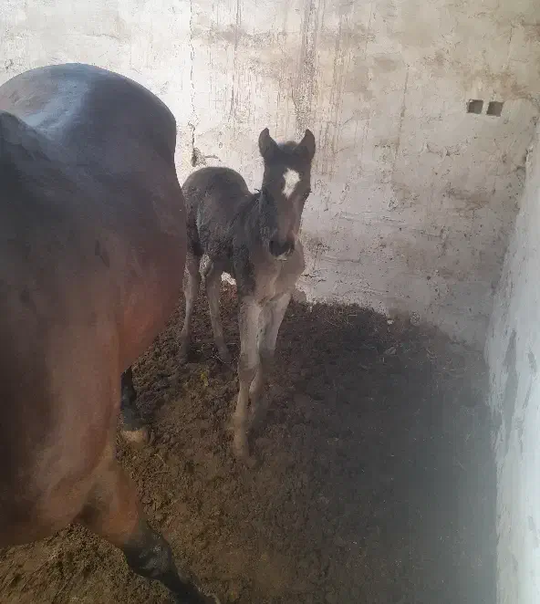 اسب یکسر|اسب و تجهیزات اسب‌سواری|شوش, |دیوار