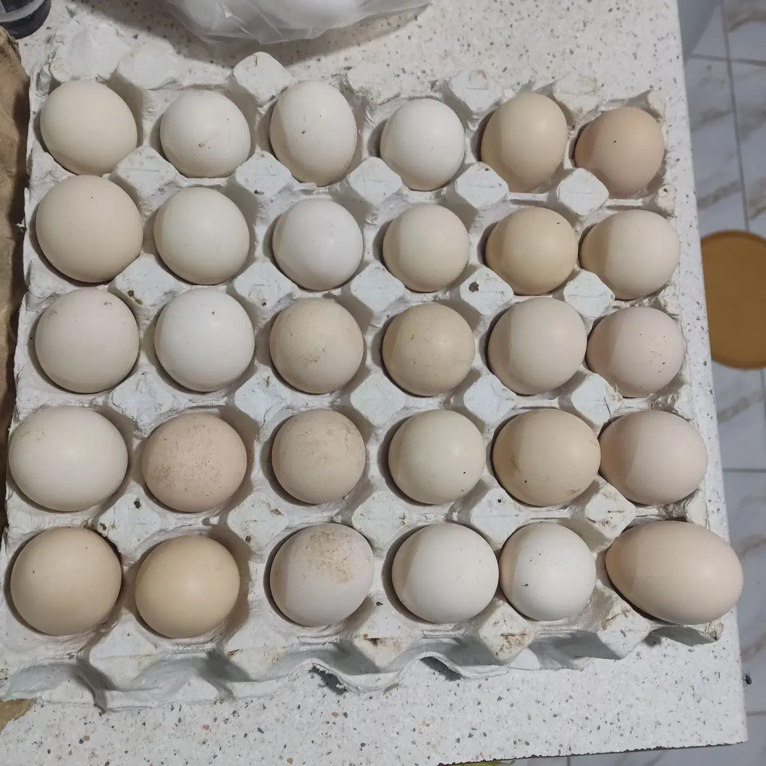 تخم مرغ لاری افغان به شرط نطفه قوی|حیوانات مزرعه|بندرعباس, |دیوار