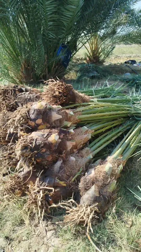 فروش نهال و پاجوش مجول مراکشی سوپر جامبو|خدمات باغبانی و درختکاری|رستاق, |دیوار