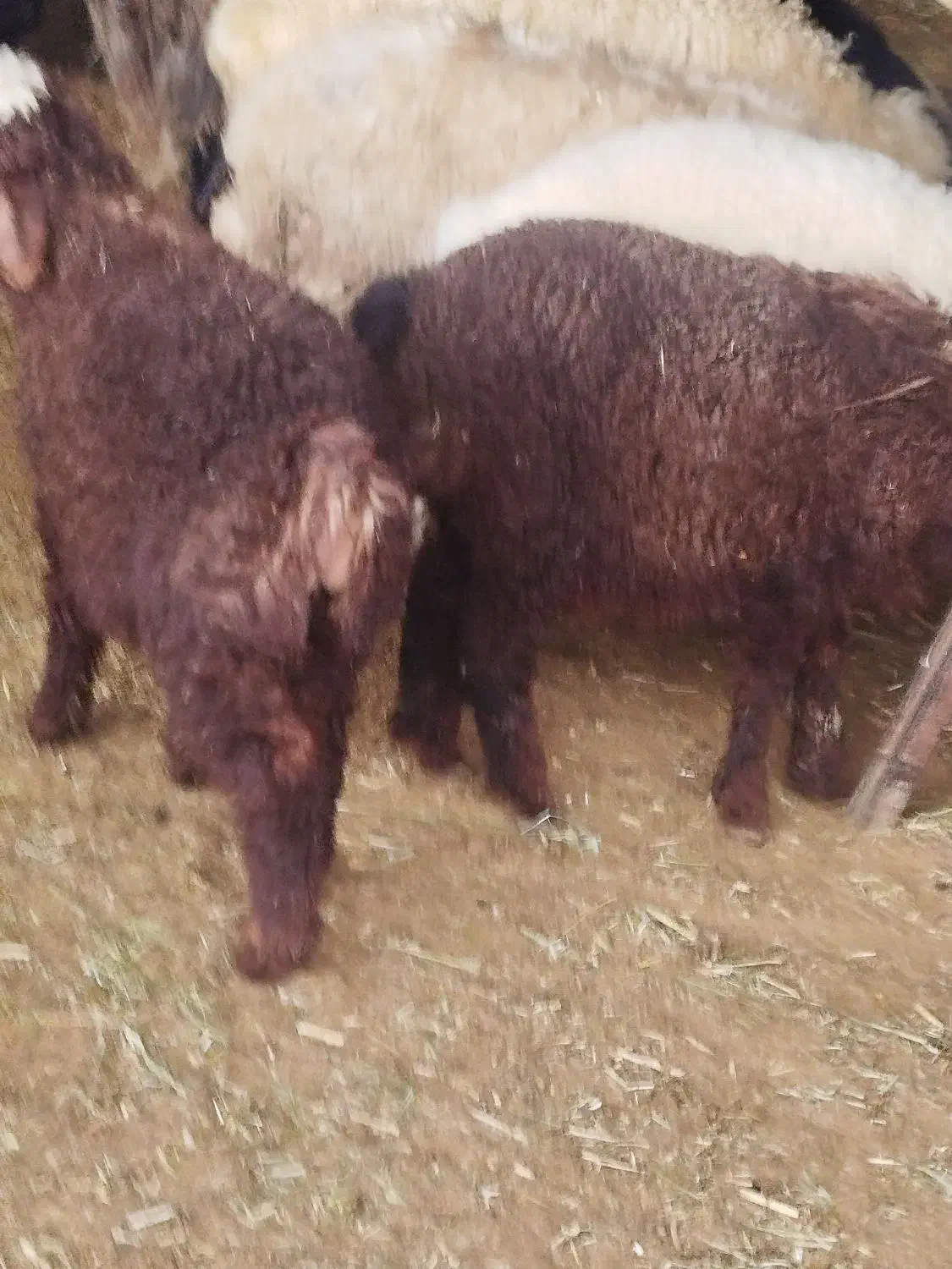 بره سبک|حیوانات مزرعه|مرودشت, نقش رستم|دیوار