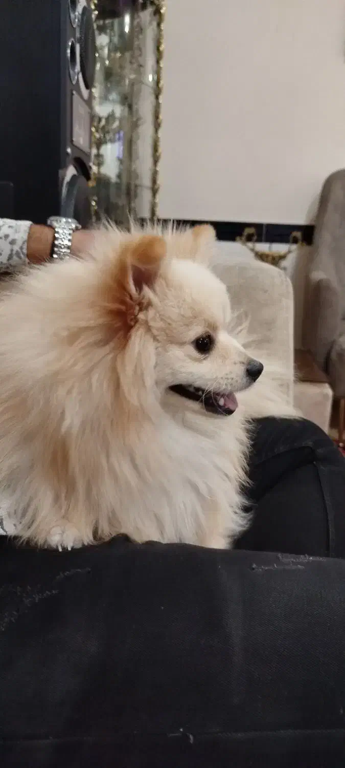 پامرانین|سگ|بناب, |دیوار