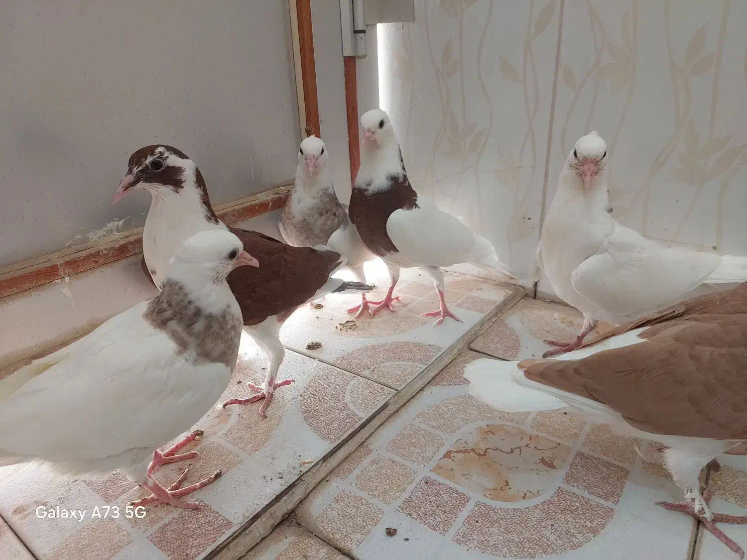 کبوتر طوقی و دوبال|پرنده|شوشتر, |دیوار