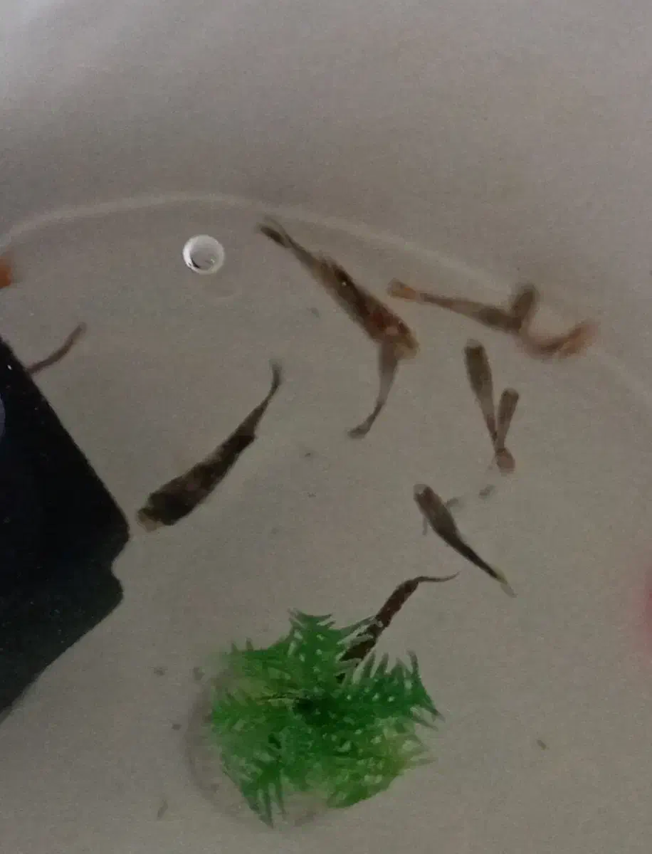 گوپی|ماهی|فردیس, شهرک شهید حسینی|دیوار