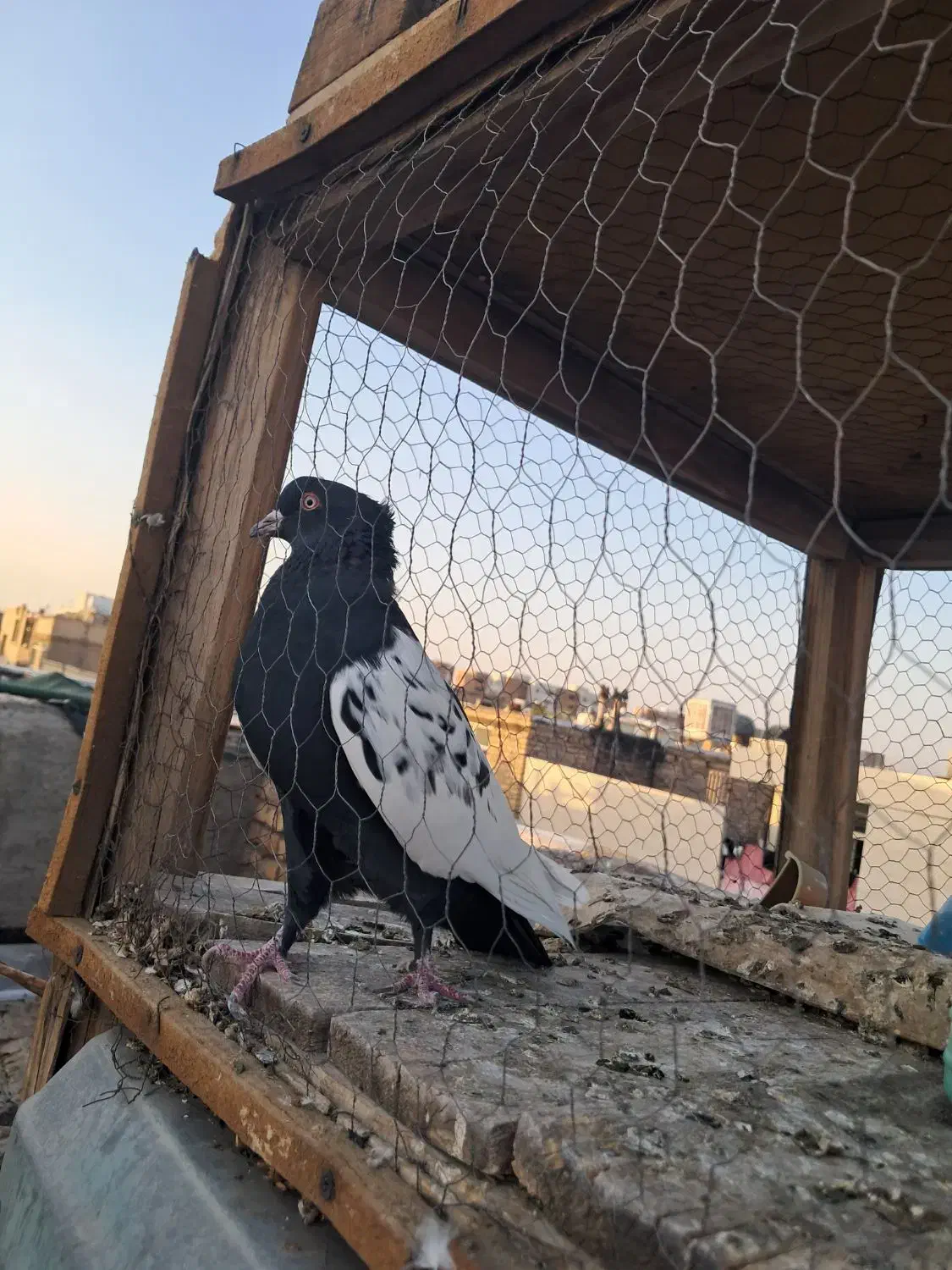 سینه ای|پرنده|اصفهان, منتظرالمهدی|دیوار