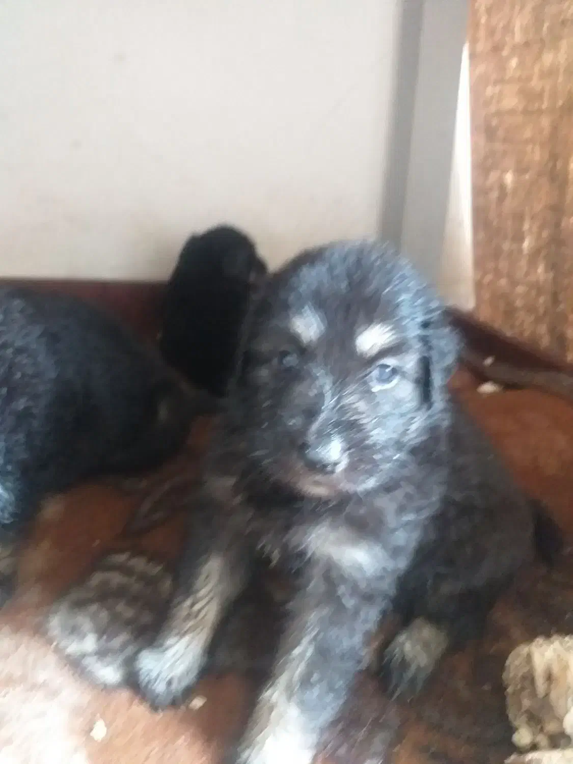 واگذاری توله سگ ژرمن چهار چشم|سگ|بندر انزلی, استادیوم|دیوار