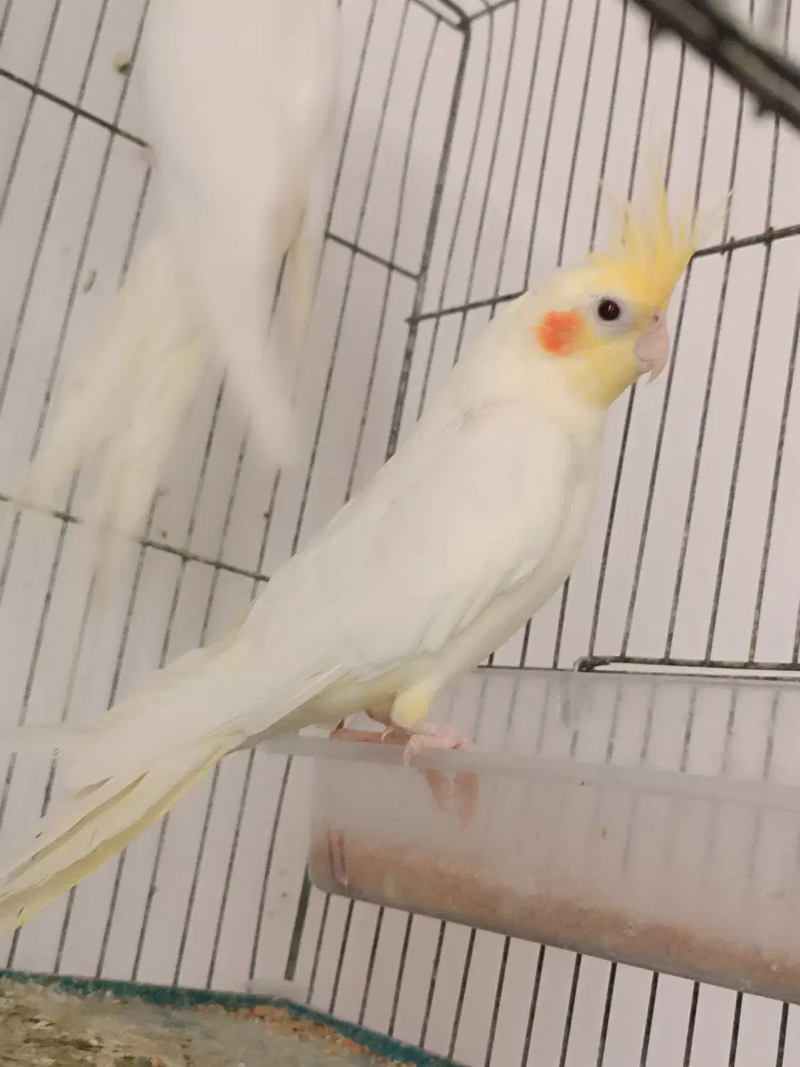 عروس هلندی لوتینو نر|پرنده|آذرشهر, |دیوار