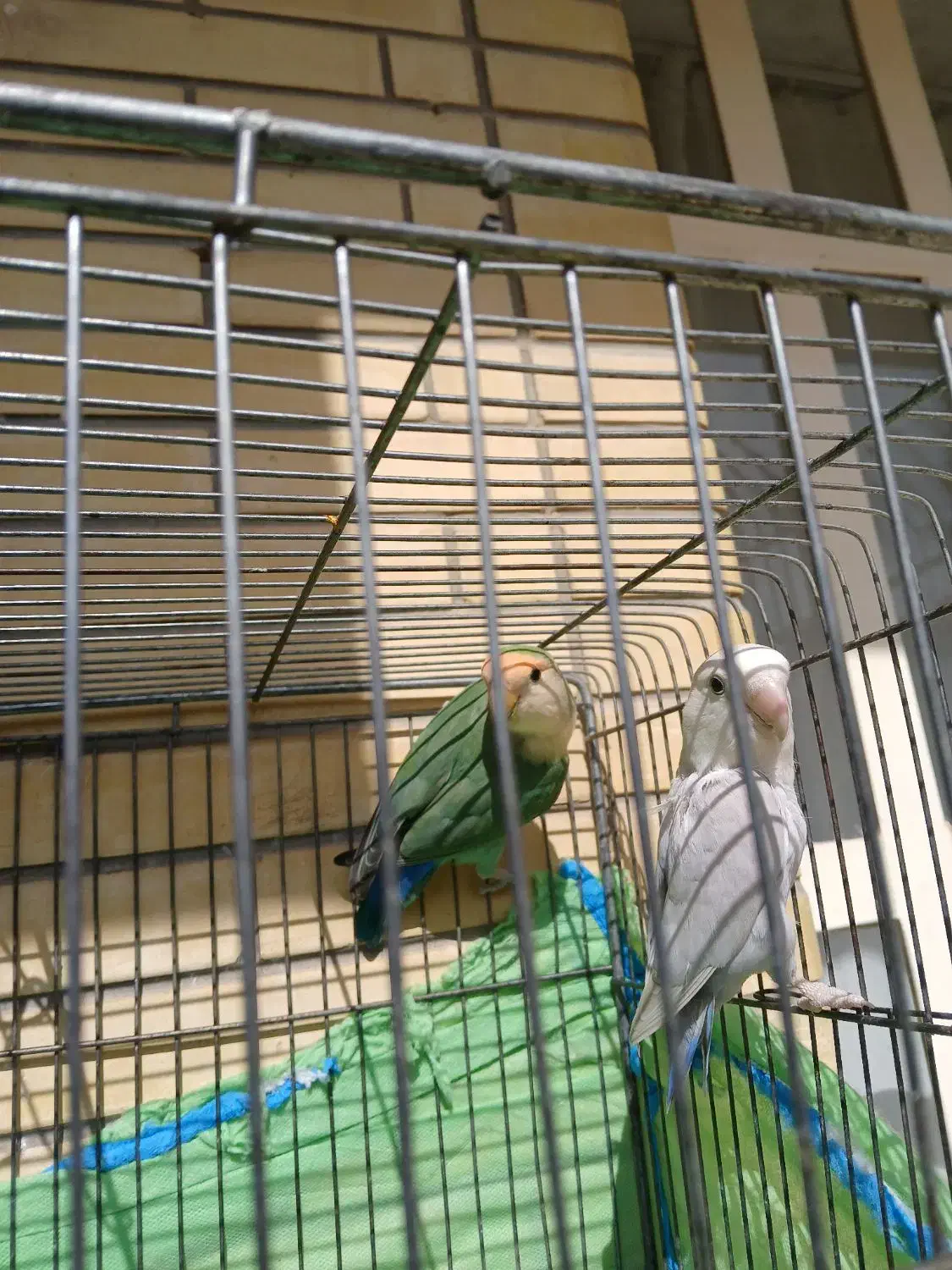 طوطی برزیلی|پرنده|شیراز, سجادیه|دیوار