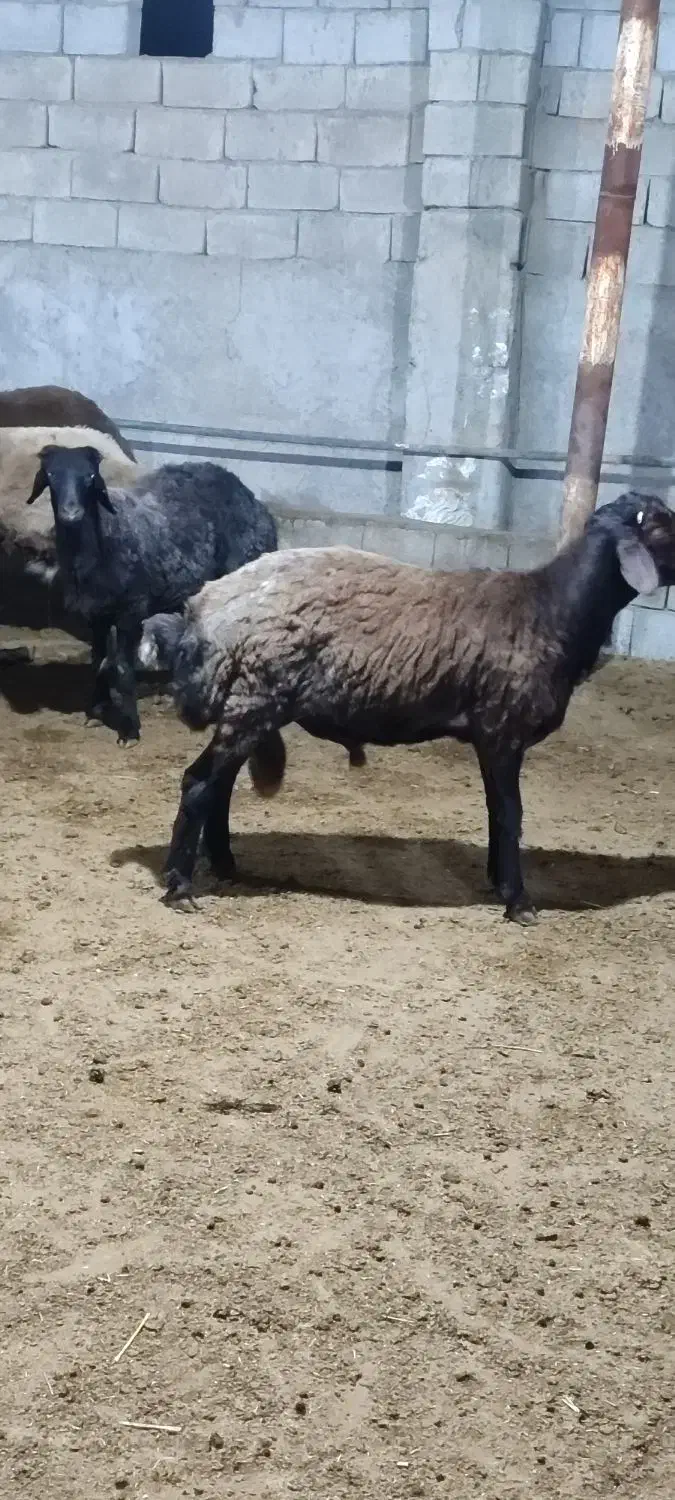 بره افشار|حیوانات مزرعه|ریگ, |دیوار